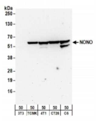Western Blot: NONO Antibody [NB100-1556]