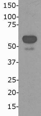 Western Blot: NONO Antibody [NB100-1556]