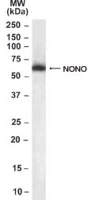 Western Blot: NONO Antibody [NB100-40789]