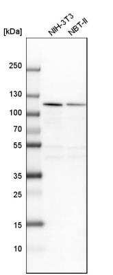 Western Blot: NOP14 Antibody [NBP2-13665]