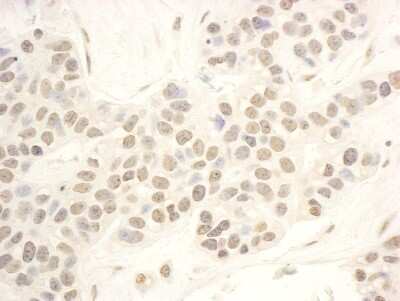 Immunohistochemistry-Paraffin: NOP56 Antibody [NBP1-46847]