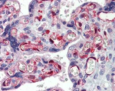 Immunohistochemistry-Paraffin: NOP56 Antibody [NBP1-57358]