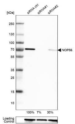 Western Blot: NOP56 Antibody [NBP2-13666]