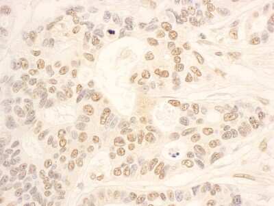 Immunohistochemistry-Paraffin: NOP58 Antibody [NBP1-46846]