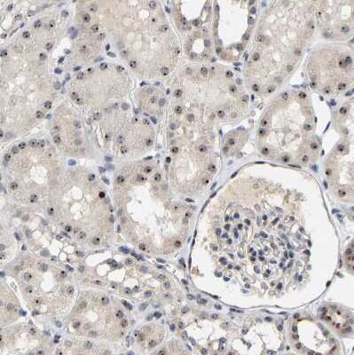 Immunohistochemistry-Paraffin: NOP58 Antibody [NBP1-81680]