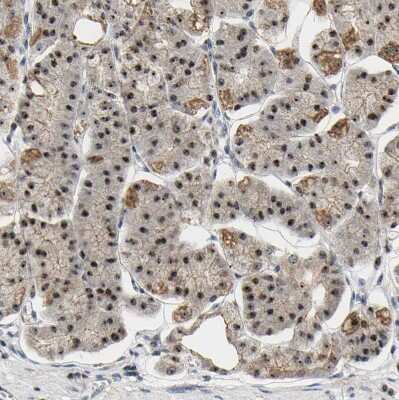 Immunohistochemistry-Paraffin: NOP58 Antibody [NBP1-81680]