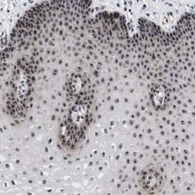 Immunohistochemistry-Paraffin: NOP58 Antibody [NBP1-81681]