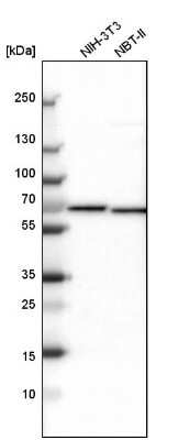 Western Blot: NOP58 Antibody [NBP1-81681]