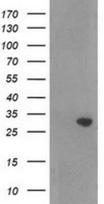 Western Blot: NORE1 Antibody (OTI1H2)Azide and BSA Free [NBP2-73041]