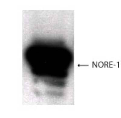 Western Blot: NORE1 AntibodyBSA Free [NB500-248]