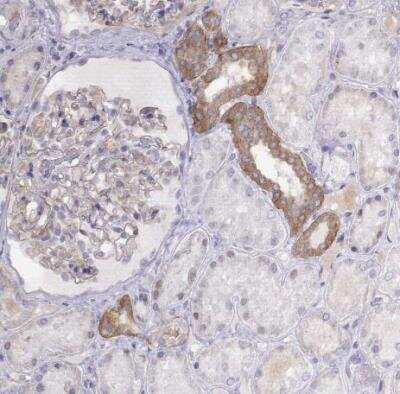 Immunohistochemistry-Paraffin: NOS1AP Antibody [NBP2-38151]