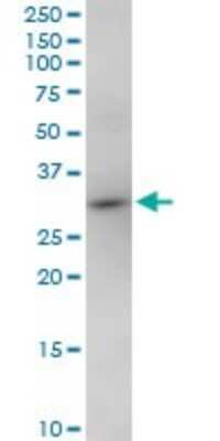 Western Blot: NOSIP Antibody [H00051070-B01P]