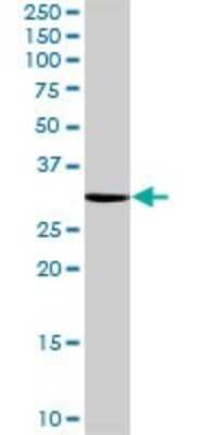 Western Blot: NOSIP Antibody [H00051070-B01P]