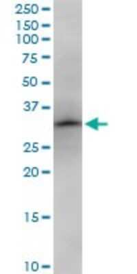 Western Blot: NOSIP Antibody [H00051070-B01P]