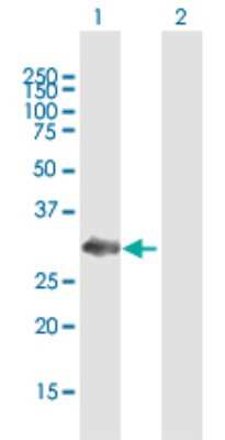 Western Blot: NOSIP Antibody [H00051070-B01P]