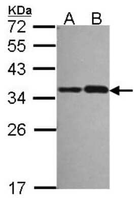 Western Blot: NOSIP Antibody [NBP2-19566]
