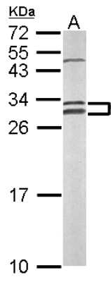 Western Blot: NOSIP Antibody [NBP2-19566]