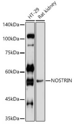 Western Blot: NOSTRIN AntibodyAzide and BSA Free [NBP2-94431]