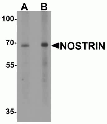 Western Blot: NOSTRIN AntibodyBSA Free [NBP2-81749]