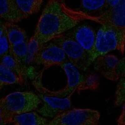 Immunocytochemistry/ Immunofluorescence: NOTUM Antibody [NBP3-17285]