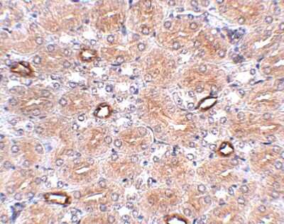Immunohistochemistry-Paraffin: NOTUM Antibody - BSA Free [NBP1-77060]
