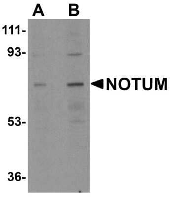 Western Blot: NOTUM AntibodyBSA Free [NBP1-77060]