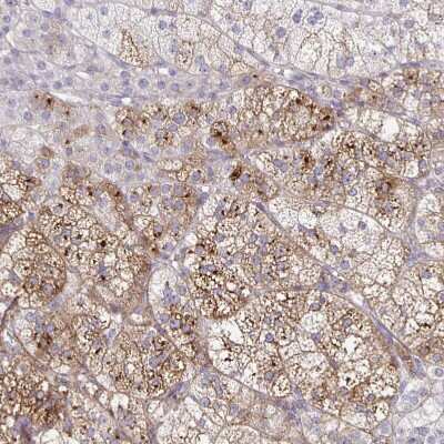 Immunohistochemistry-Paraffin: NOV/CCN3 Antibody [NBP1-88154]