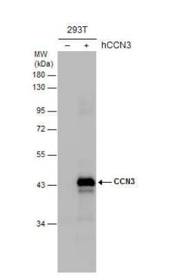 Western Blot: NOV/CCN3 Antibody [NBP1-31416]