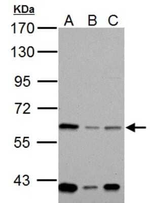 Western Blot: NOX1 Antibody [NBP1-31546]