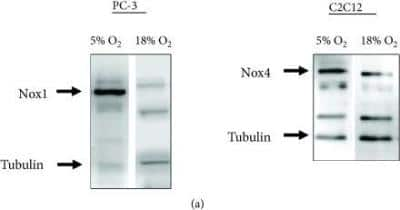 Western Blot: NOX1 Antibody [NBP1-31546]