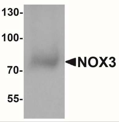 Western Blot: NOX3 AntibodyBSA Free [NBP2-41292]