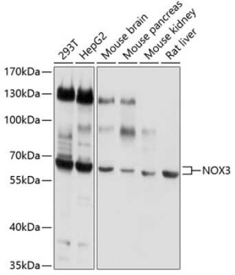 Western Blot: NOX3 AntibodyBSA Free [NBP2-94866]