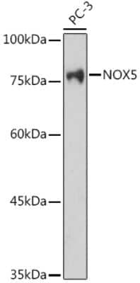 Western Blot: NOX5 AntibodyAzide and BSA Free [NBP2-93004]