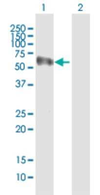 Western Blot: NOXA1 Antibody [H00010811-B01P]