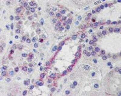 Immunohistochemistry-Paraffin: NOXO1 Antibody [NB300-950]