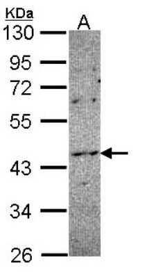 Western Blot: NOXO1 Antibody [NBP1-33653]