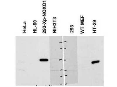 Western Blot: NOXO1 Antibody [NBP1-77899]