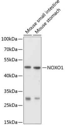 Western Blot: NOXO1 AntibodyBSA Free [NBP2-93567]