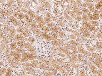 Immunohistochemistry-Paraffin: NPAL2 Antibody [NBP3-06342]