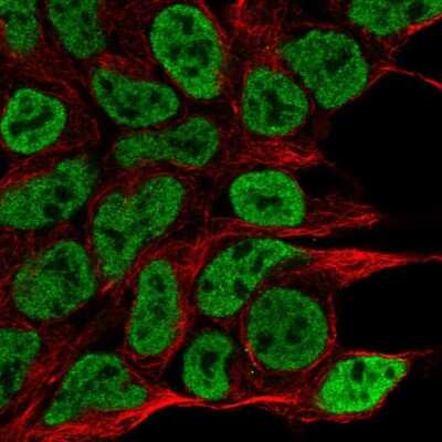 Immunocytochemistry/ Immunofluorescence: NPAS1 Antibody [NBP2-58842]