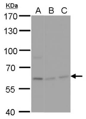 Western Blot: NPAS1 Antibody [NBP2-43651]