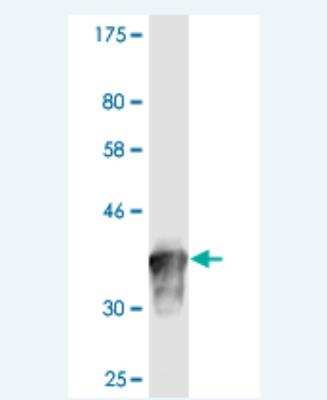 Western Blot: NPAS2 Antibody (3B1) [H00004862-M04]