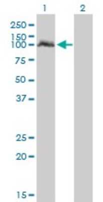 Western Blot: NPAS2 Antibody (6C9) [H00004862-M03]