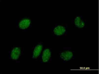 Immunocytochemistry/ Immunofluorescence: NPAS2 Antibody [H00004862-B01P]