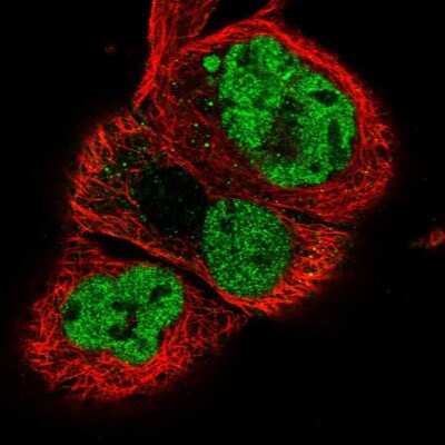 Immunocytochemistry/ Immunofluorescence: NPAS2 Antibody [NBP1-88612]