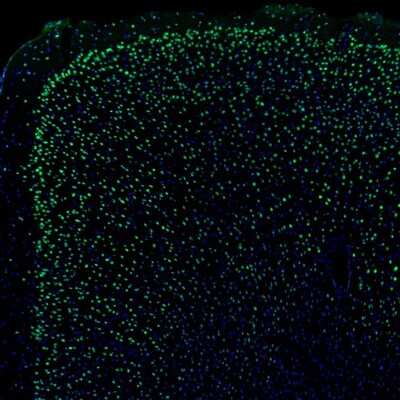 Immunohistochemistry: NPAS2 Antibody [NBP1-88612]