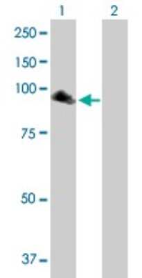 Western Blot: NPAS2 Antibody [H00004862-B01P]