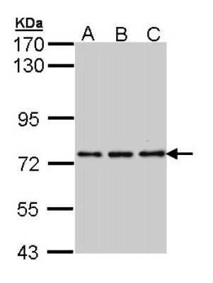 Western Blot: NPAS2 Antibody [NBP1-31363]