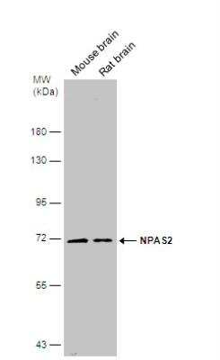 Western Blot: NPAS2 Antibody [NBP1-31363]