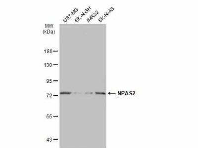 Western Blot: NPAS2 Antibody [NBP1-31363]